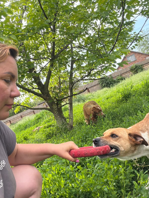 Woman plays with dogs and red toy in Russian field
