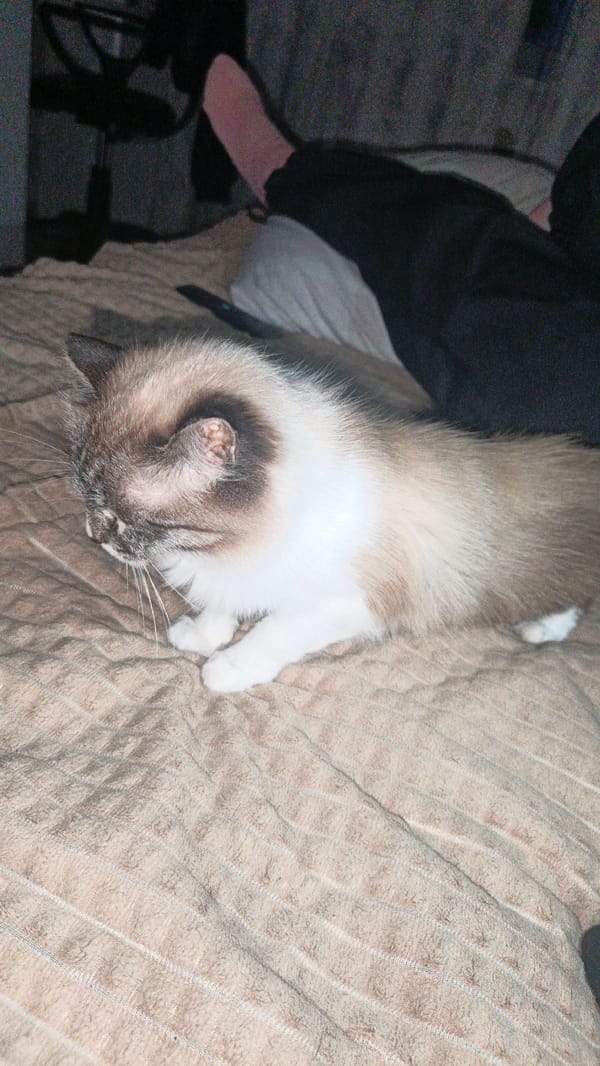 Fluffy cat in full loaf mode on a textured blanket