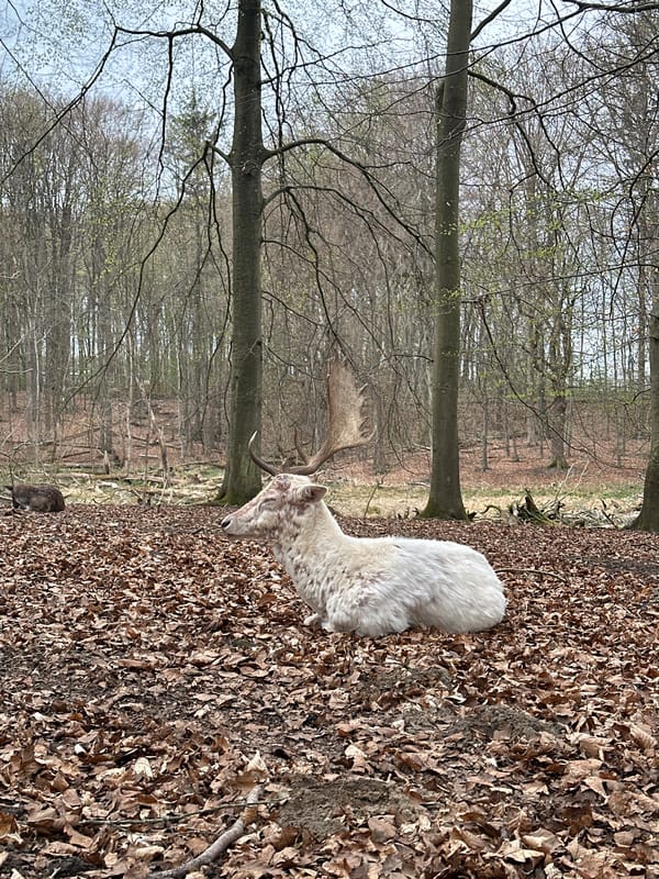 Deer herd with rare white fallow spotted in Kiel forest