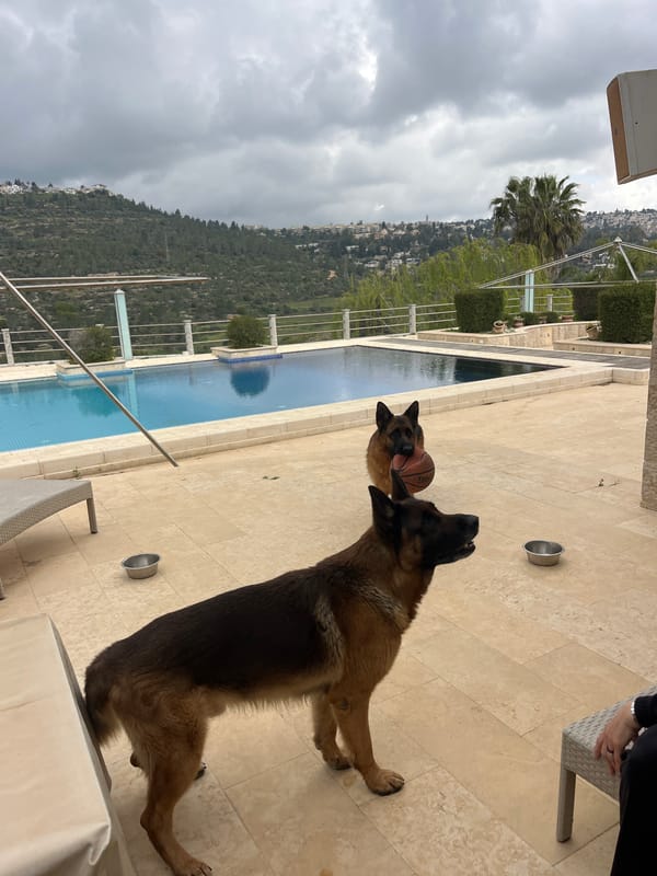 German Shepherds play with basketball by pool in Israel