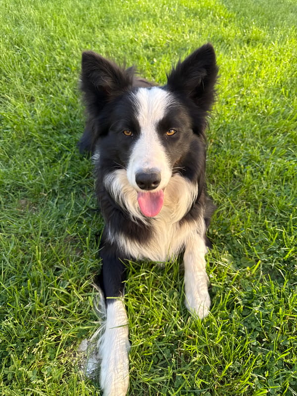 Border Collie plays on grass in Berkovitsa, Bulgaria