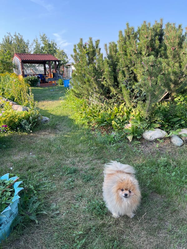 Quiet backyard and riverside scenes in rural Novoyeniseyka
