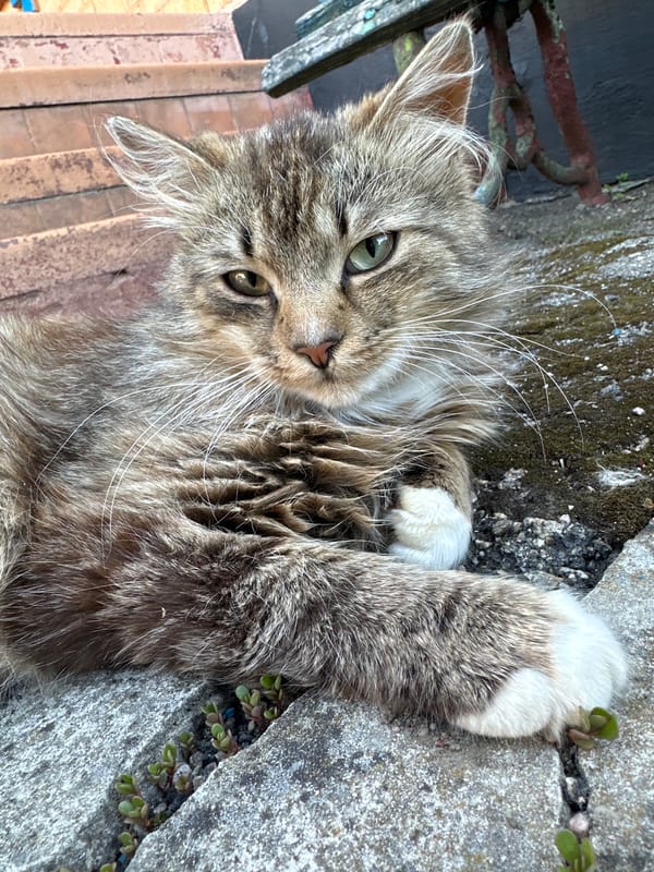 Cat rests on cracked concrete in Myronivka, Ukraine