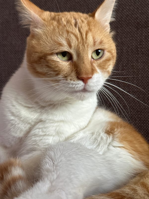 Morning cat photography session captured in Sofia apartment