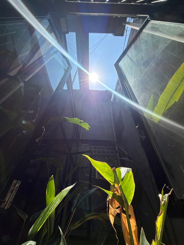 Upward views through glass and foliage captured in Đà Nẵng