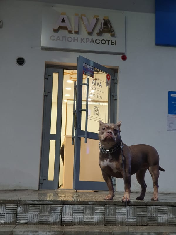 Dog spotted near salon, nature scenes captured in Ulyanovsk