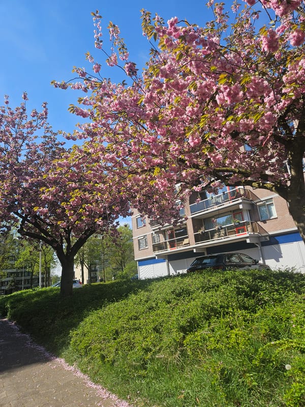 Cherry blossoms bloom along Eindhoven sidewalk on sunny spring day