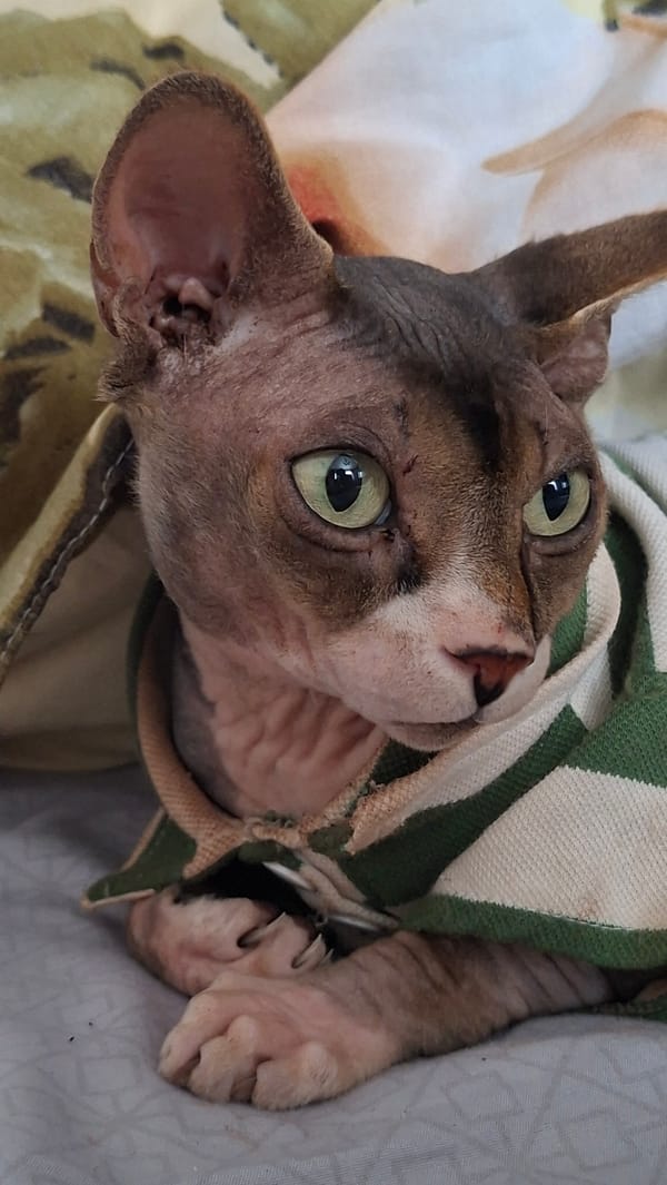 Sphynx and tabby cats relaxing at home in Belarus