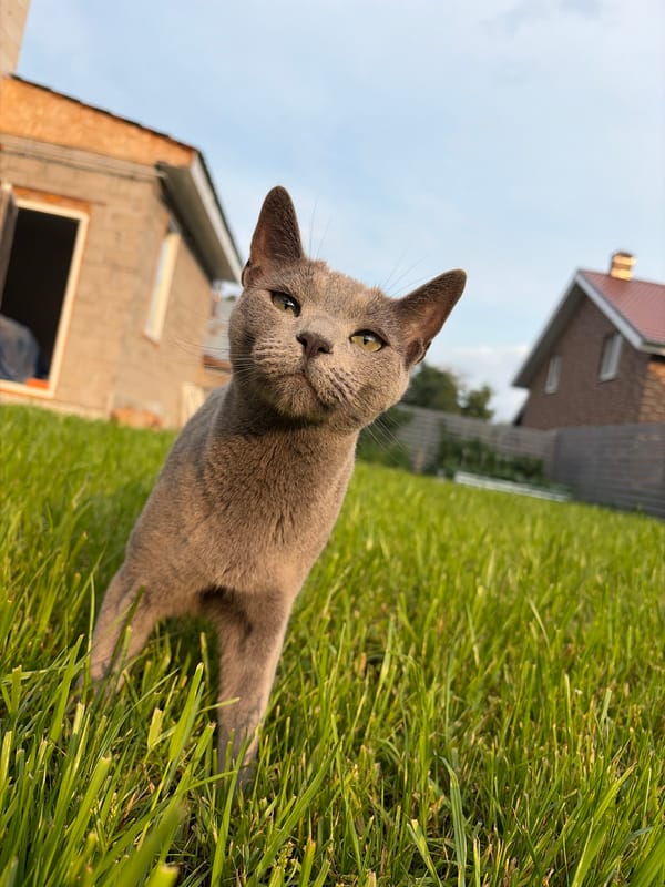 Russian Blue cat lounging in grass near a construction site