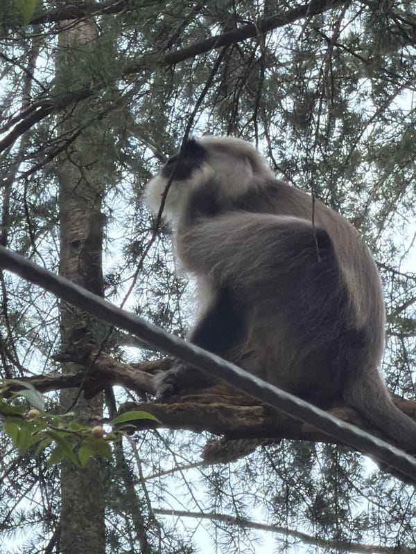 Motorcycle ride through Dharamshala with monkeys in the trees