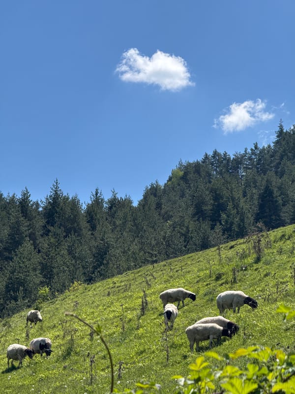 Sheep flock grazes Osogovo Mountains pasture near Kyustendil