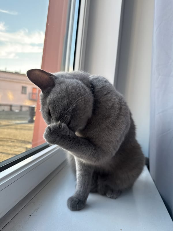 Grey cat on a windowsill, Zielona Góra