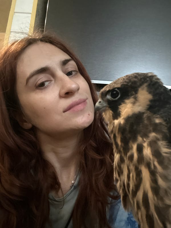 Up close with a juvenile peregrine falcon in Togliatti