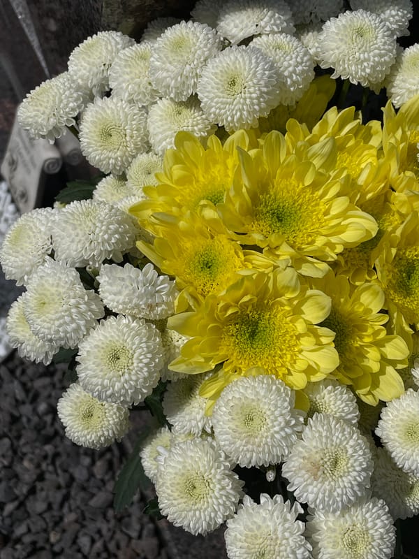 Garden scenes captured: chrysanthemums, beehives, resting angel statue