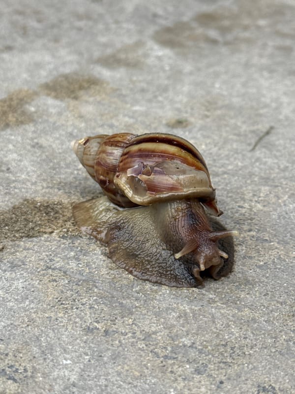Large snail photographed on concrete surface in Chalong, Thailand