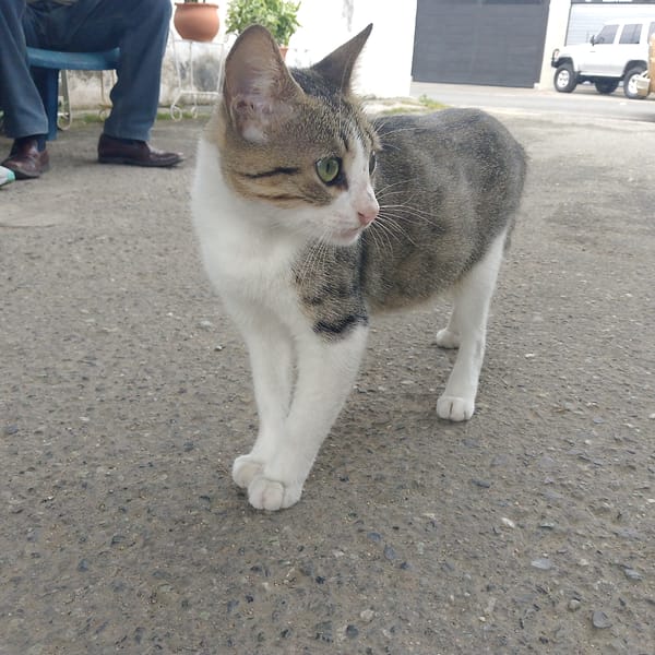 Ordinary afternoon moments captured across Tinaquillo, Venezuela
