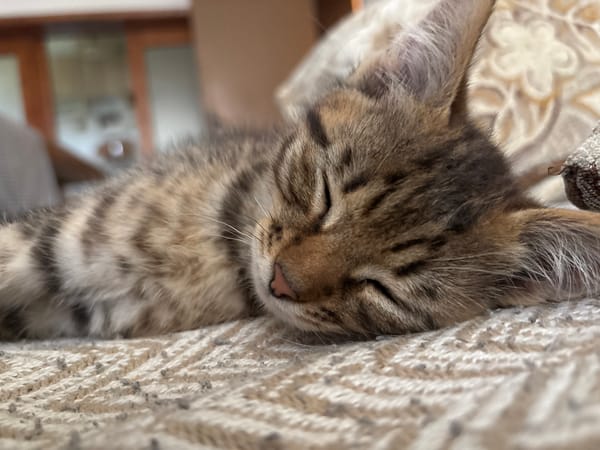 Tabby kitten naps and plays indoors in Radilovo