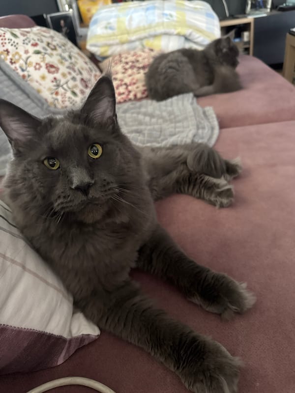 Cats and dogs at home in Gölbaşı, Turkey