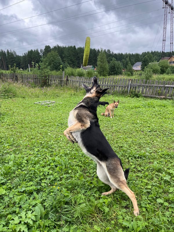 Dogs playing fetch and posing in a Nizhny Tagil backyard