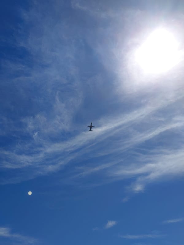 Summer morning in Novosibirsk: garden flowers, blue skies, passing planes