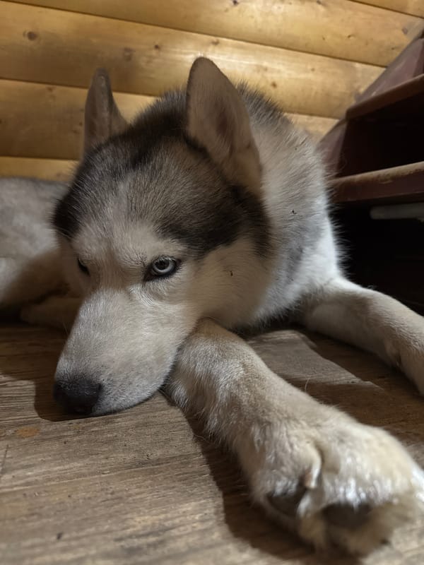 Dogs at home, football on TV: NED 4-1 SWE