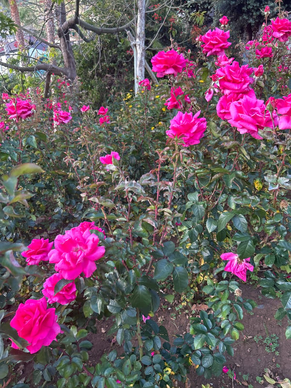 Tourist captures flowering gardens and decorated streets in Câmara de Lobos