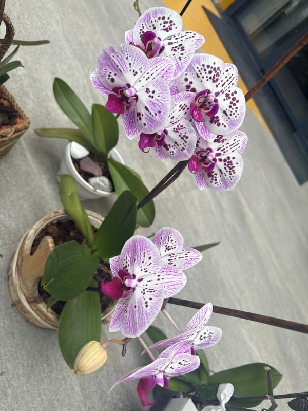 Spring flower photography session captured in Alanya, Turkey
