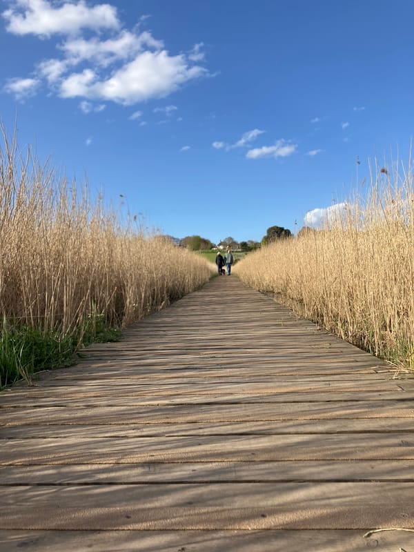 Rural East Suffolk landscapes documented during afternoon walk