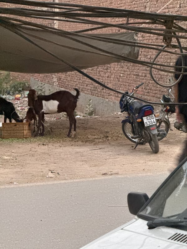 Auto-rickshaw driver rests as goats graze near urban street