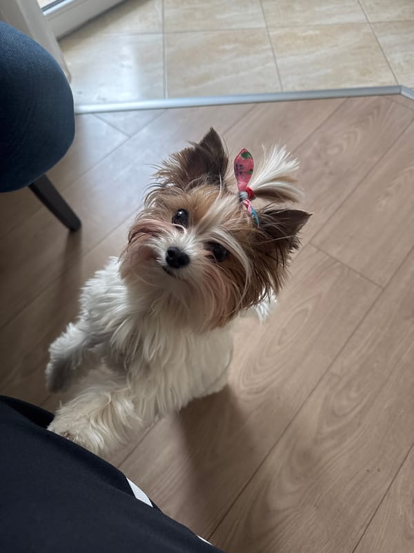 Small dog with hair bow photographed in Plovdiv home