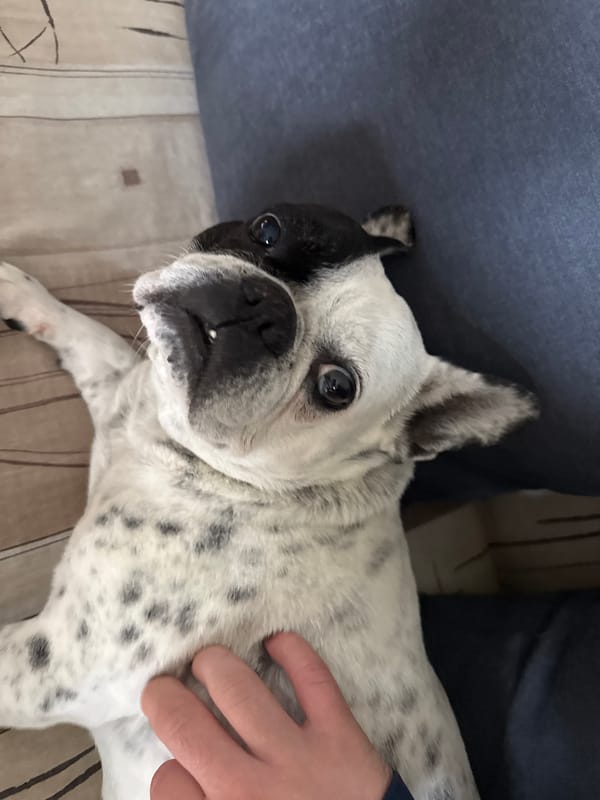 French Bulldog receives gentle pets from owner in Kardzhali