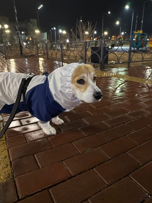 Dog in rain jacket spotted on nighttime walk in Krasnoyarsk