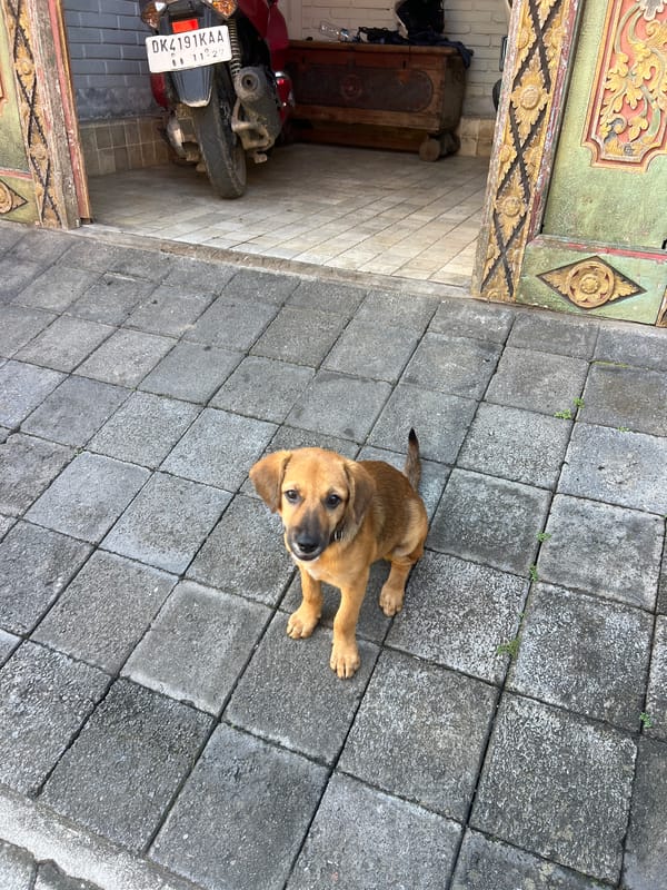 Puppy spotted on street in Batuan Kaler, Indonesia