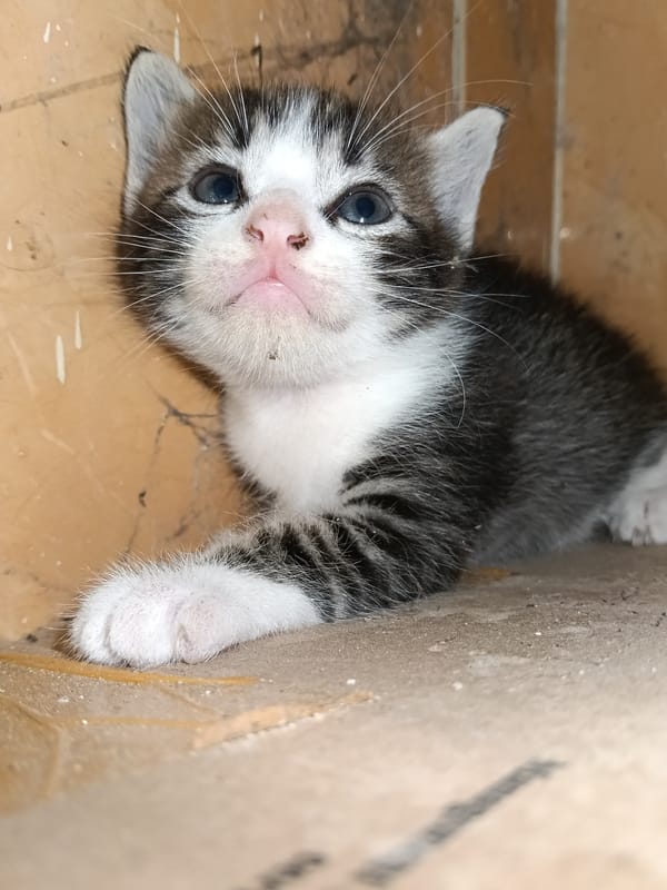 Kittens observed in cardboard box and lying down