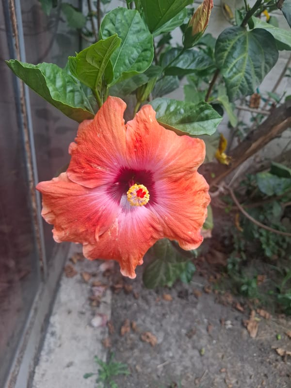 Witness captures blooming hibiscus, architecture in Naucalpan de Juárez