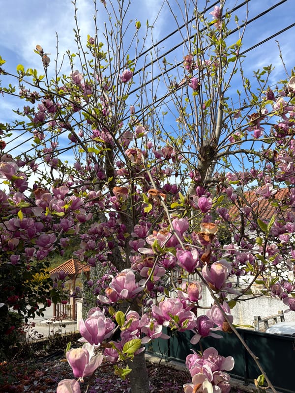 Spring blooms and parked car observed in Vila Real residential area