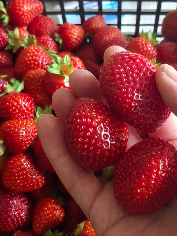 Fresh strawberry harvest closeups in Ogre, Latvia