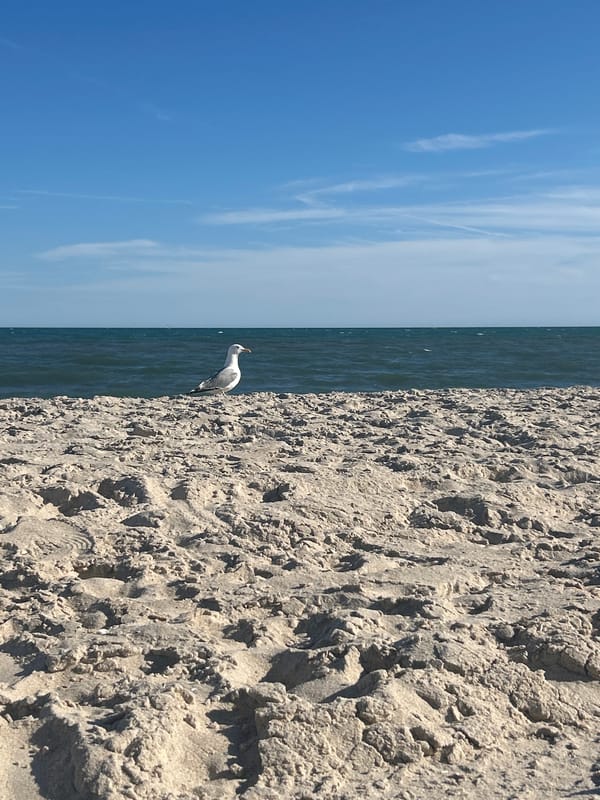 Solitary seagull spotted on Islip beach