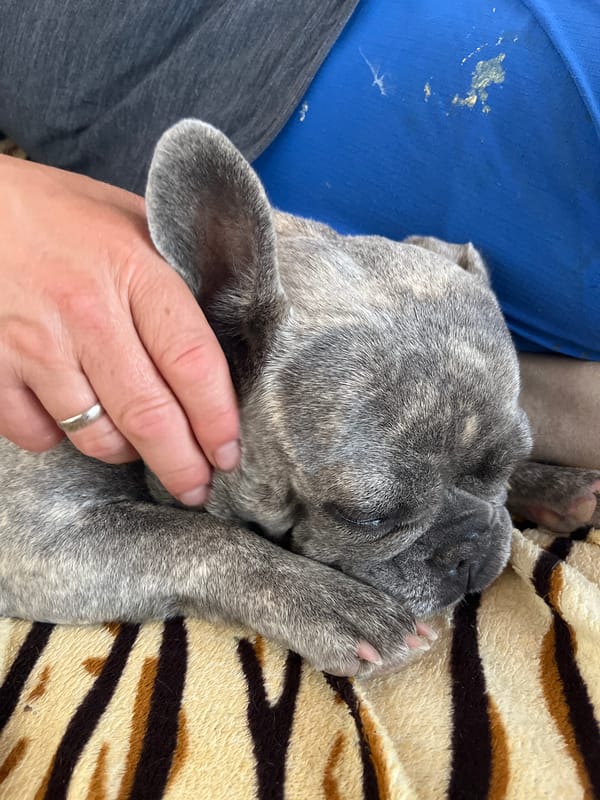 French Bulldog naps peacefully indoors, captured by witnesses