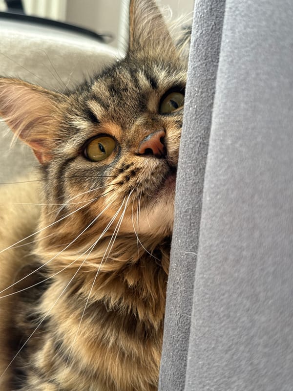 Tabby cat photographed in various poses in Izhevsk