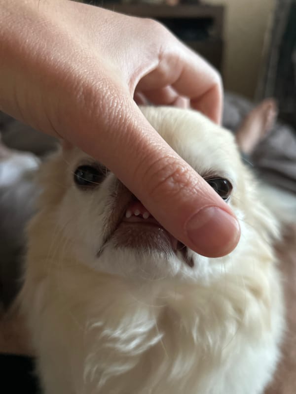Cream Chihuahua photographed indoors and outdoors in Moskovskiy