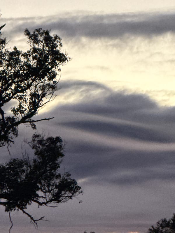 Silhouetted trees and layered clouds at dusk