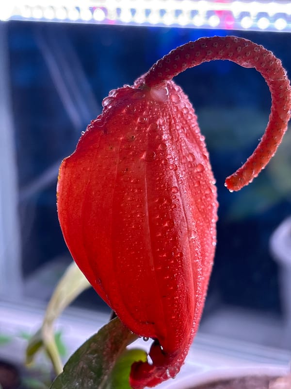 Quiet domestic moments captured in Chaikovsky home setting