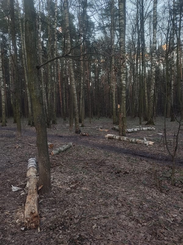 Spring walk documented through Moscow park with seasonal nature photography