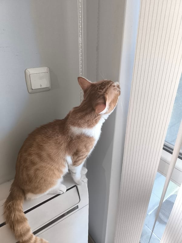 Cat spotted indoors, shoppers queue at Varna store