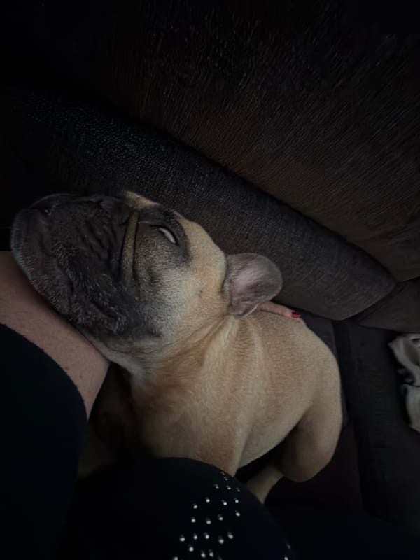 French Bulldog and owner napping together on a couch in Latvia