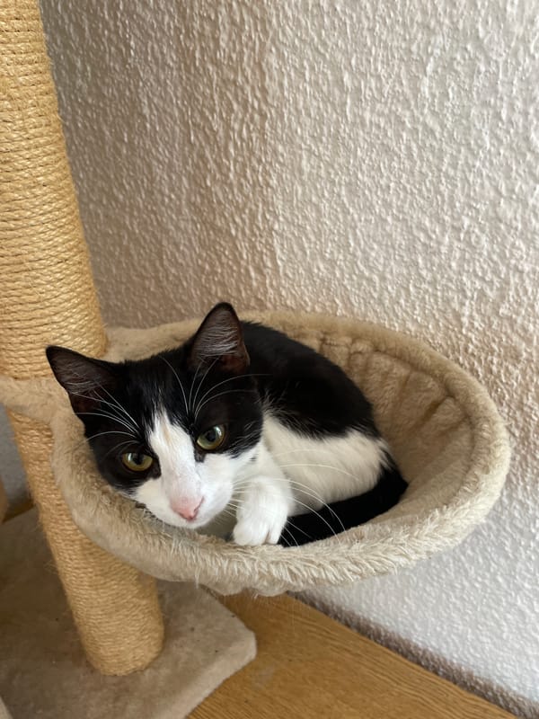 Cat spends morning relaxing in cat tree, couch in Smolyan