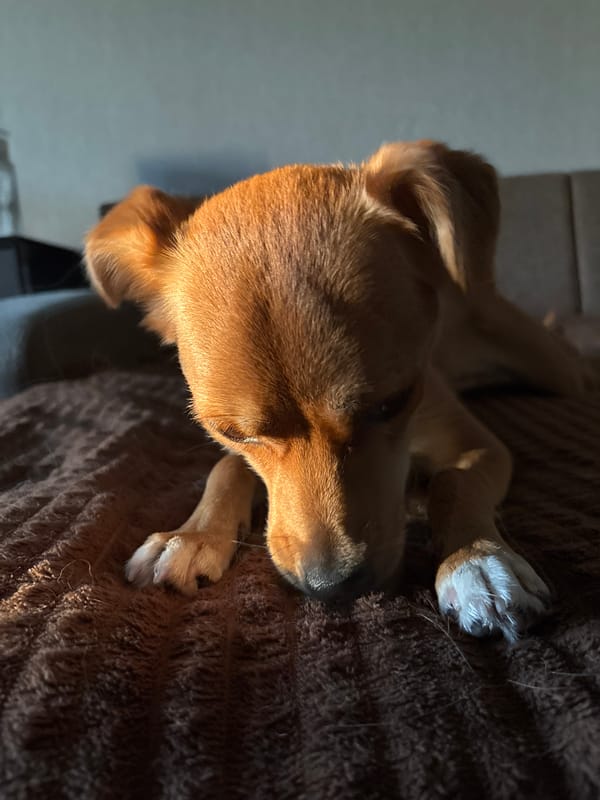 Golden hour on a balcony with a sleepy dog and sunset light