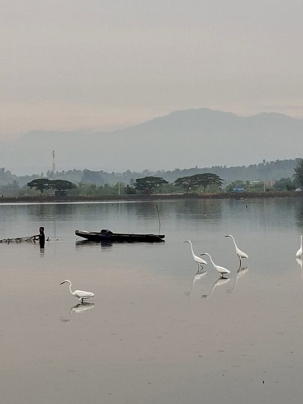 Dawn fishing scene with egrets documented in Lhokseumawe waters