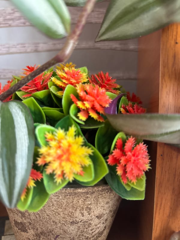 Windowsill plants and indoor decor in a Blagoveshchensk apartment